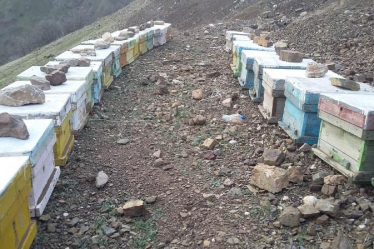 تجلی اقتصاد مقاومتی با پرورش زنبور عسل در شهرستان پاوه