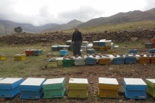 تجلی اقتصاد مقاومتی با پرورش زنبور عسل در شهرستان پاوه