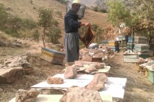 تجلی اقتصاد مقاومتی با پرورش زنبور عسل در شهرستان پاوه