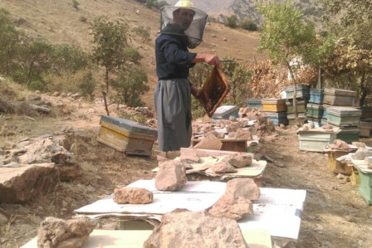تجلی اقتصاد مقاومتی با پرورش زنبور عسل در شهرستان پاوه