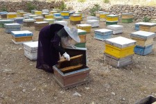 تحقق اقتصاد مقاومتی با زنبور داری توسط بانوان پاوه ای