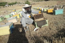 تجلی اقتصاد مقاومتی با پرورش زنبور عسل در شهرستان پاوه