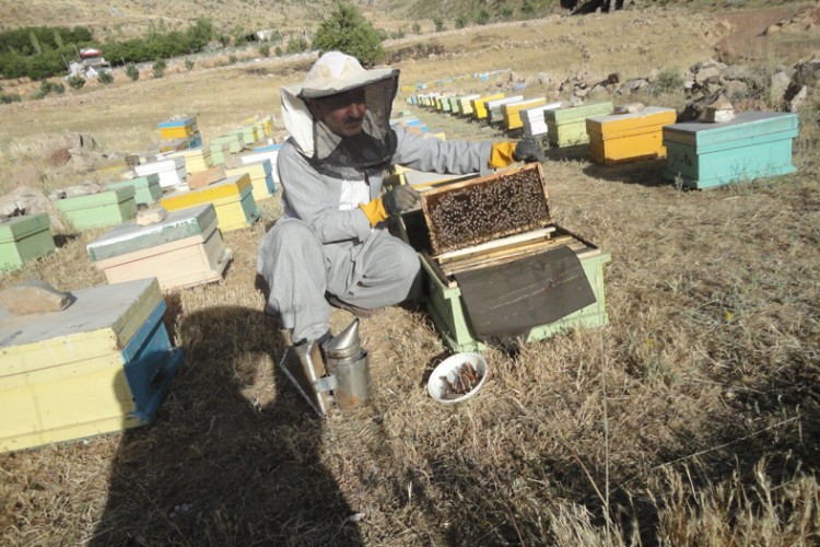 تجلی اقتصاد مقاومتی با پرورش زنبور عسل در شهرستان پاوه