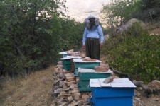 تجلی اقتصاد مقاومتی با پرورش زنبور عسل در شهرستان پاوه