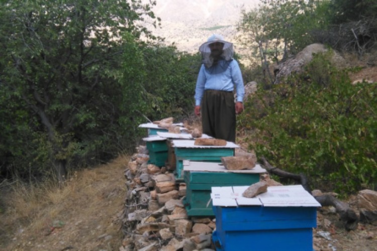 تجلی اقتصاد مقاومتی با پرورش زنبور عسل در شهرستان پاوه
