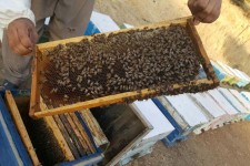 تجلی اقتصاد مقاومتی با پرورش زنبور عسل در شهرستان پاوه