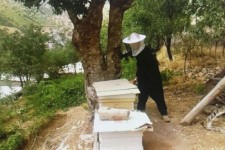 تجلی اقتصاد مقاومتی با پرورش زنبور عسل در شهرستان پاوه