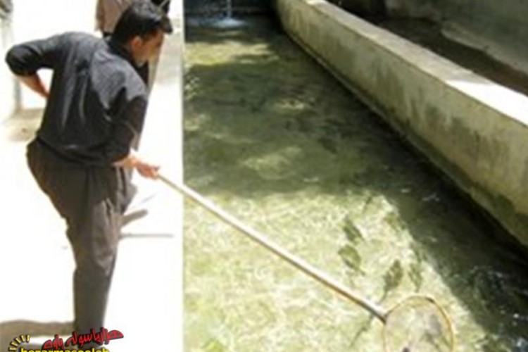 از پرورش ماهی در روستای شمشیر تا تولید سالانه 3 تن ماهی در این روستا