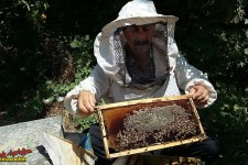 بازنشسته ای که با پرورش زنبور عسل اقتصاد مقاومتی را در پاوه معنا کرد