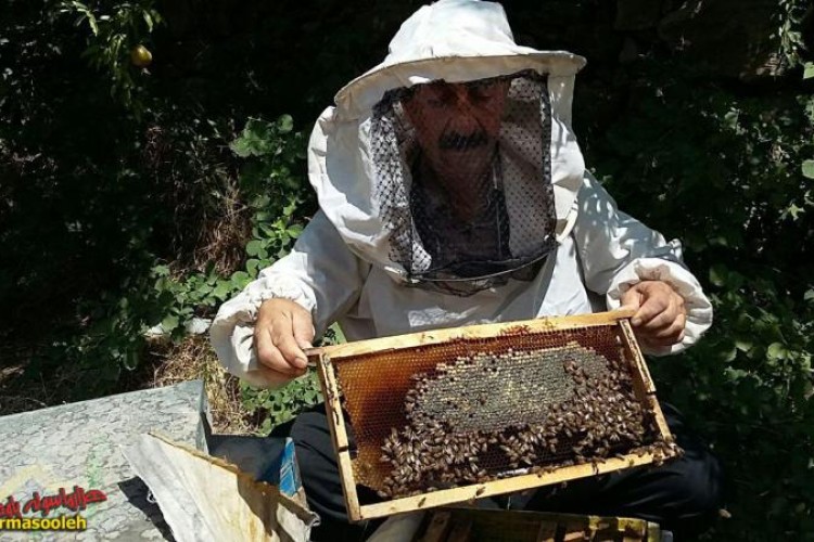 بازنشسته ای که با پرورش زنبور عسل اقتصاد مقاومتی را در پاوه معنا کرد