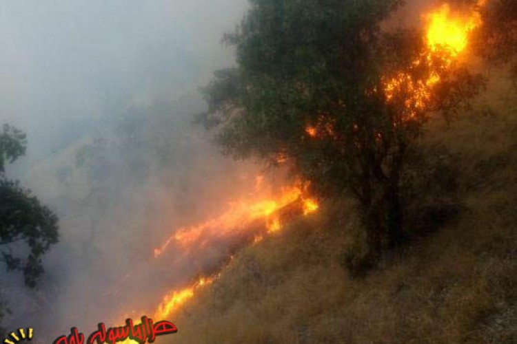 آتش سوزی مراتع و جنگل های روستای دشه پاوه مهار شد