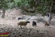 وضعیت نامناسب منابع آبی شهری پاوه در سراب هولی/وقتی که وجود دام در کنار منبع آبی، امکان به وجود آمدن بیماری را تشدید می نماید