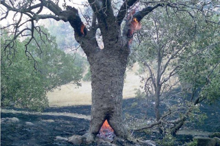 این تاراج در برابر دیدگان عامه شایسته این ملت نیست