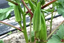 اندازه‌گیری و تحلیل سطح توسعه کشاورزی دهستان‌های شهرستان پاوه با استفاده از روش ویکور (Vikor)