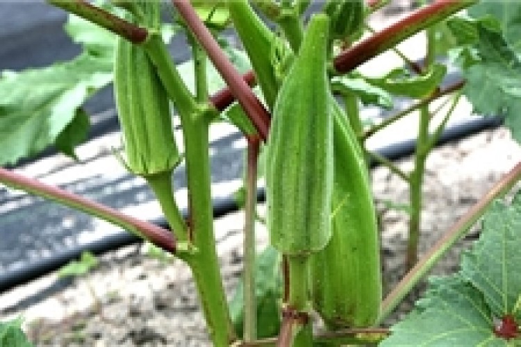 اندازه‌گیری و تحلیل سطح توسعه کشاورزی دهستان‌های شهرستان پاوه با استفاده از روش ویکور (Vikor)