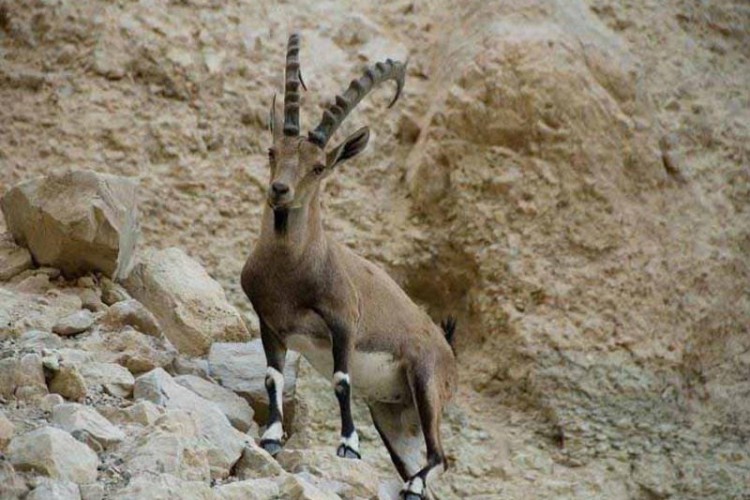 فیلم لحظه تولد کل و بز کوهی در ارتفاعات کوه های اورامانات