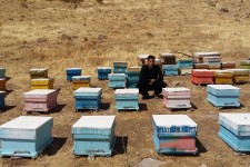 فردی که با پرورش زنبور عسل اقتصاد مقاومتی را در پاوه معنا کرد