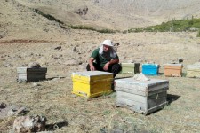 تجلی اقتصاد مقاومتی با پرورش زنبور عسل در شهرستان پاوه