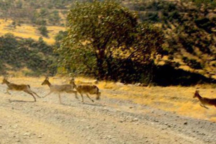 تصاویری از وجود کل و بز کوهی در طبیعت شهرستان پاوه