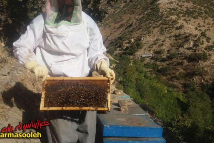 فردی که با پرورش زنبور عسل اقتصاد مقاومتی را در پاوه معنا کرد