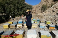 تحقق اقتصاد مقاومتی با زنبور داری توسط بانوان پاوه ای