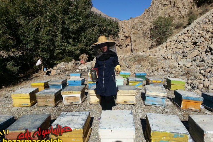 تحقق اقتصاد مقاومتی با زنبور داری توسط بانوان پاوه ای