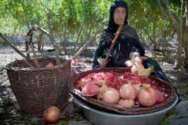  پیش بینی تولید دو هزار تن انار به ارزش 30 میلیارد ریال در پاوه