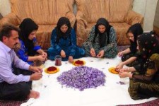 تجلی اقتصاد مقاومتی در کاشت یک هکتاری زعفران توسط کارآفرین برتر پاوه