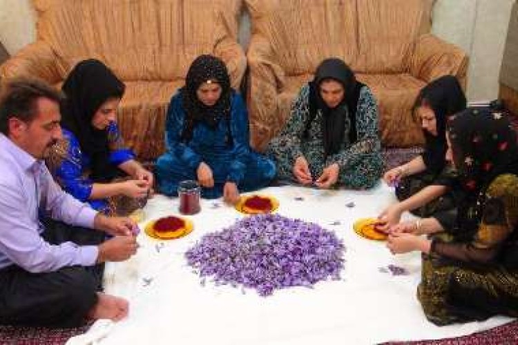 تجلی اقتصاد مقاومتی در کاشت یک هکتاری زعفران توسط کارآفرین برتر پاوه