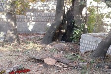 قطع چندین اصله درخت در سراب هولی پاوه/درخت کهنسال چنار سراب هولی در معرض نابودی