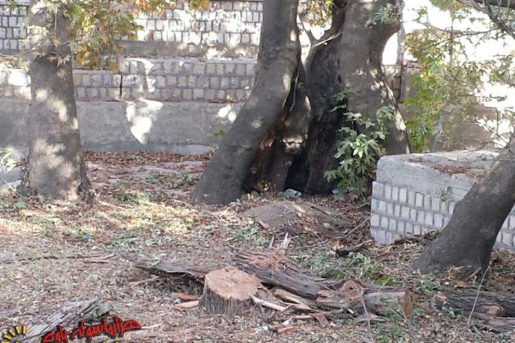 قطع چندین اصله درخت در سراب هولی پاوه/درخت کهنسال چنار سراب هولی در معرض نابودی