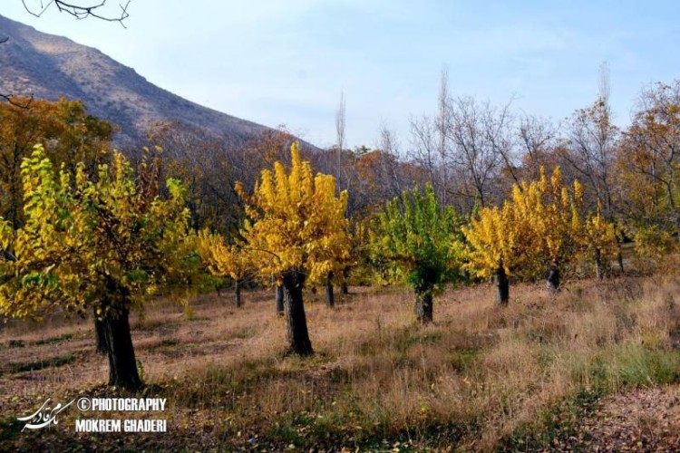 زيبايهاي پاييز هزار رنگ از دريچه دوريين مكرم قادري