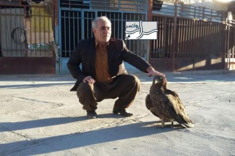 ساخت پای مصنوعی برای یک بهله عقاب توسط استادکار روانسری+ تصویر