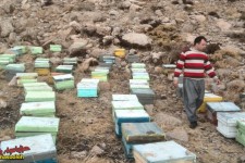 کارآفرینی حرفه زنبور داری در اقتصاد مقاومتی