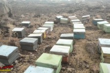 فردی که با پرورش زنبور عسل اقتصاد مقاومتی را در پاوه معنا می کند