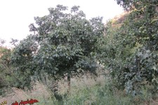 اصلاح باغات در راستای تحقق اقتصاد مقاومتی در پاوه