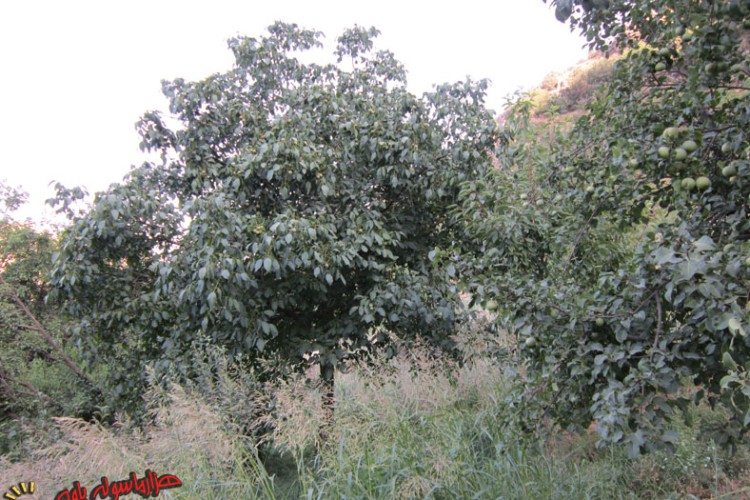 اصلاح باغات در راستای تحقق اقتصاد مقاومتی در پاوه