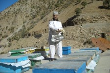 فردی که با پرورش زنبور عسل اقتصاد مقاومتی را در پاوه معنا می کند