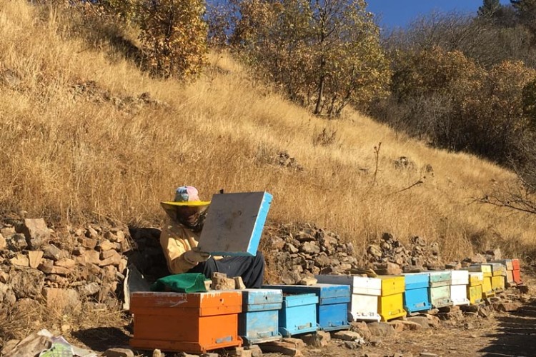 کارآفرینی حرفه زنبور داری در اقتصاد مقاومتی