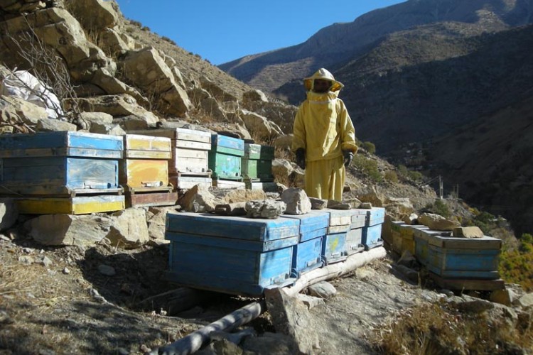 توليد عسل شفابخش ، ثمره اقتصاد مقاومتي