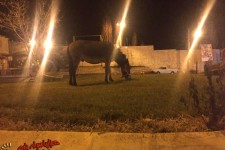 میدان فرمانداری پاوه که محل چرای الاغ ها شد+تصاویر