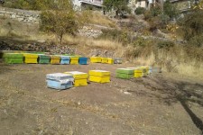 کارآفرینی حرفه زنبور داری در اقتصاد مقاومتی توسط بانوان پاوه ای