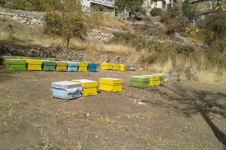 کارآفرینی حرفه زنبور داری در اقتصاد مقاومتی توسط بانوان پاوه ای