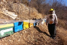 فردی که با پرورش زنبور عسل اقتصاد مقاومتی را در پاوه معنا می کند