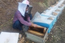 راه اندازی یک واحد زنبورداری در پاوه با تسهیلات اقتصاد مقاومتی