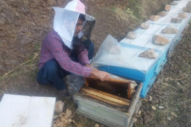 راه اندازی یک واحد زنبورداری در پاوه با تسهیلات اقتصاد مقاومتی