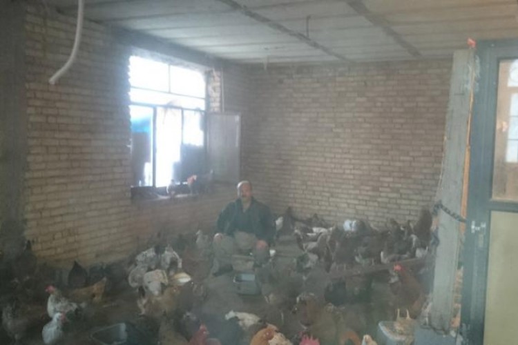 تجلی اقتصاد مقاومتی در پرورش مرغ بومی در پاوه