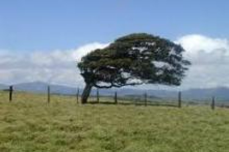 سرعت وزش باد در روانسر به بیش از 55 کیلومتر بر ساعت رسید