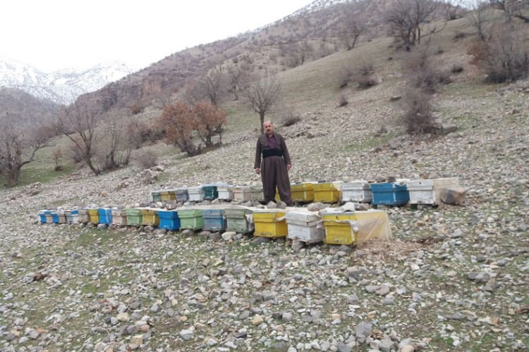 راه اندازی یک واحد زنبورداری در پاوه با تسهیلات اقتصاد مقاومتی