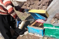 فردی که با پرورش زنبور عسل اقتصاد مقاومتی را در پاوه معنا می کند